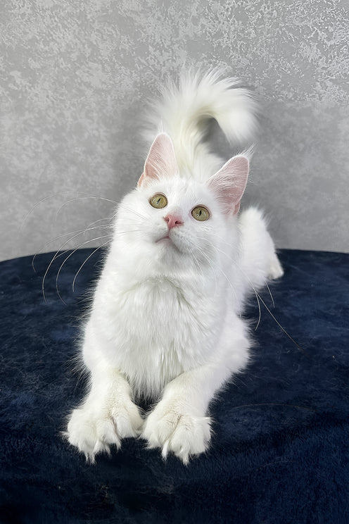 Yulyasha | Polydactyl Maine Coon Kitten