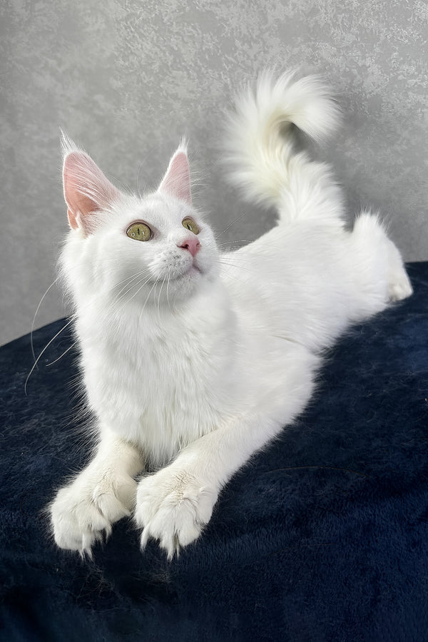 Yulyasha | Polydactyl Maine Coon Kitten