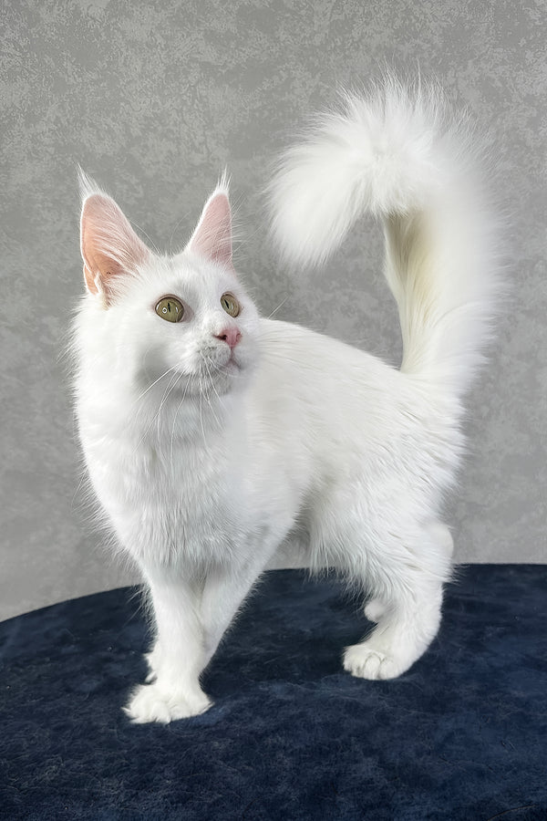 Yulyasha | Polydactyl Maine Coon Kitten