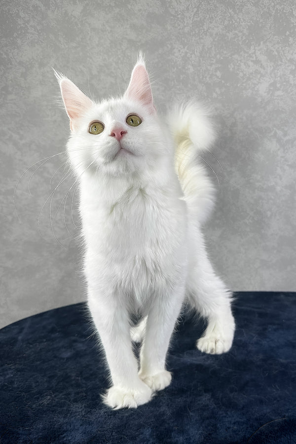 Yulyasha | Polydactyl Maine Coon Kitten