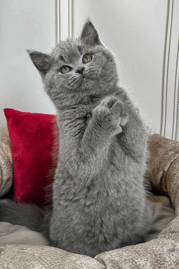 Zakhar | British Shorthair Kitten