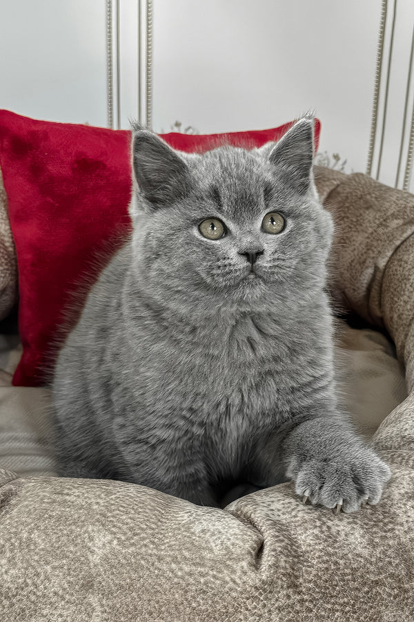 Zakhar | British Shorthair Kitten