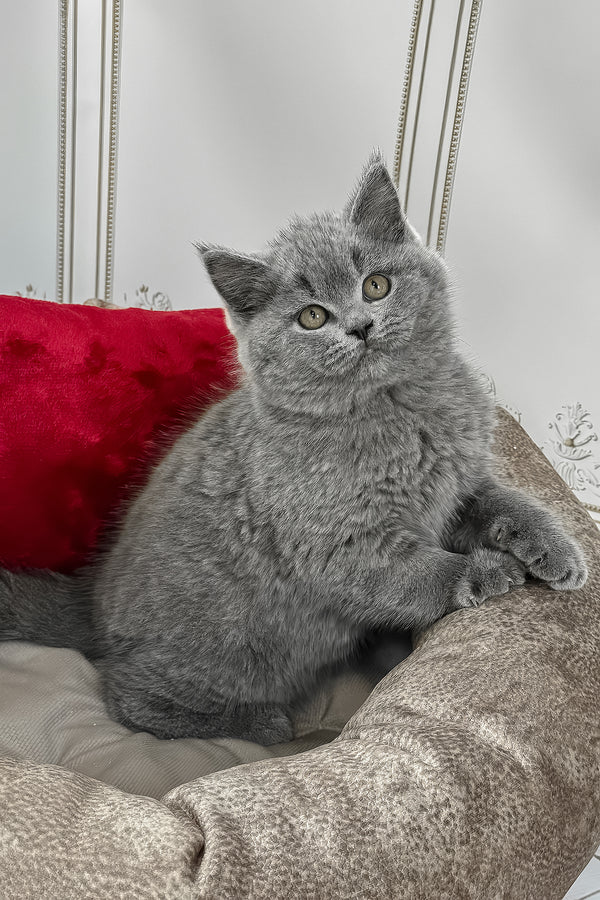 Zakhar | British Shorthair Kitten