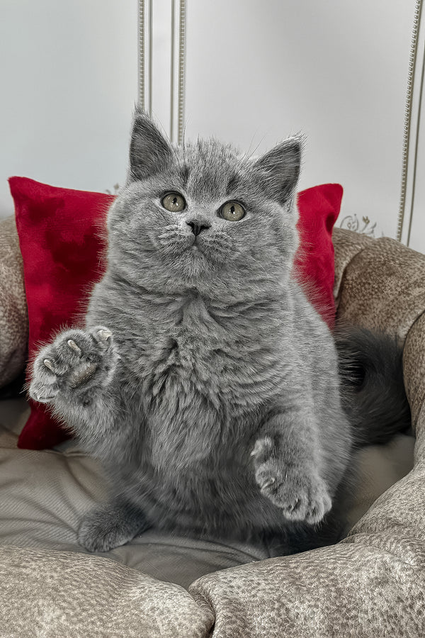 Zakhar | British Shorthair Kitten