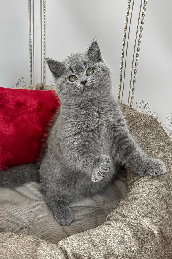 Zakhar | British Shorthair Kitten