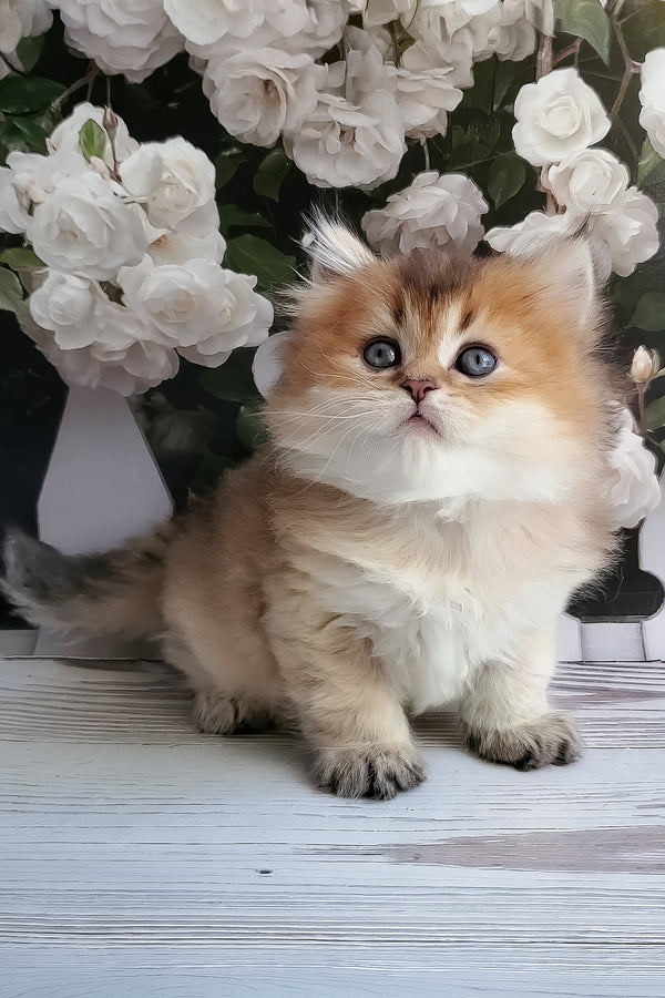 Zephyr | British Longhair Kitten