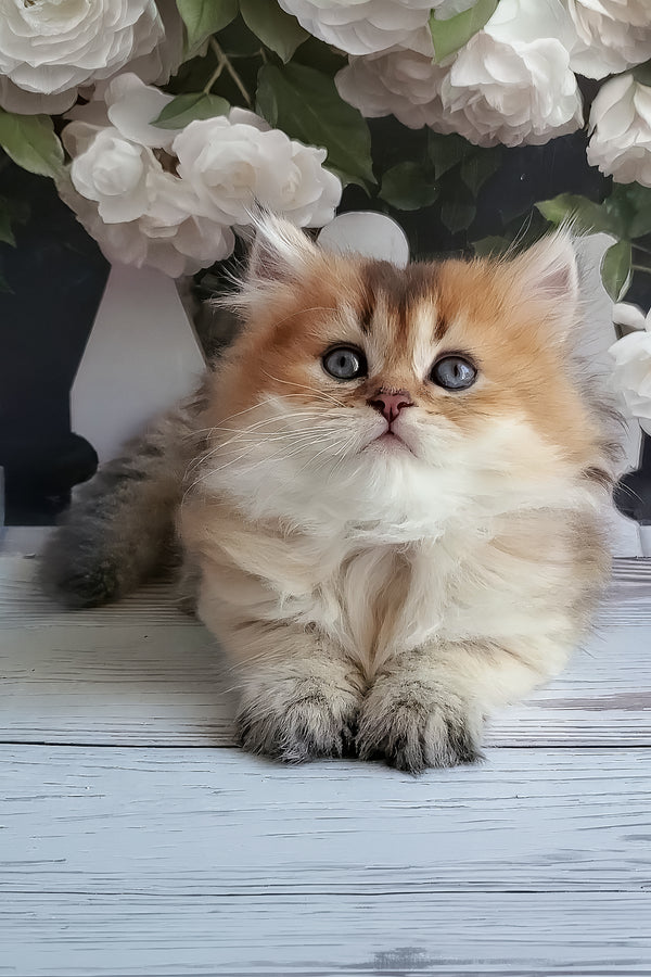 Zephyr | British Longhair Kitten