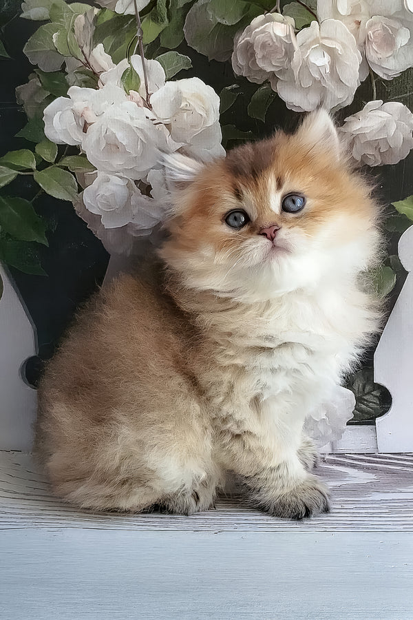 Zephyr | British Longhair Kitten
