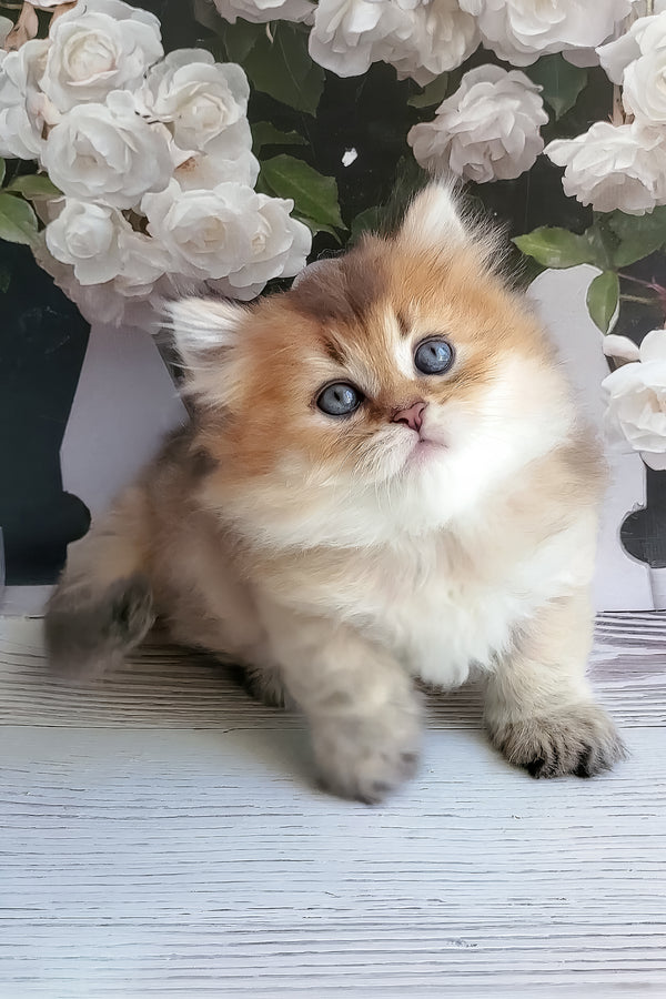 Zephyr | British Longhair Kitten