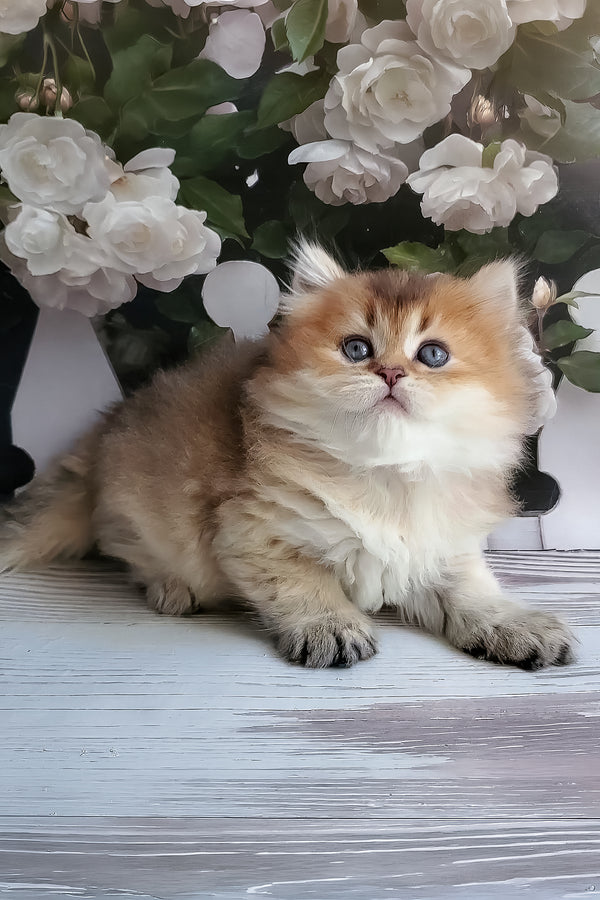 Zephyr | British Longhair Kitten