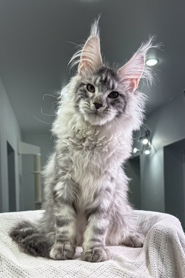 Zingfraige | Maine Coon Kitten