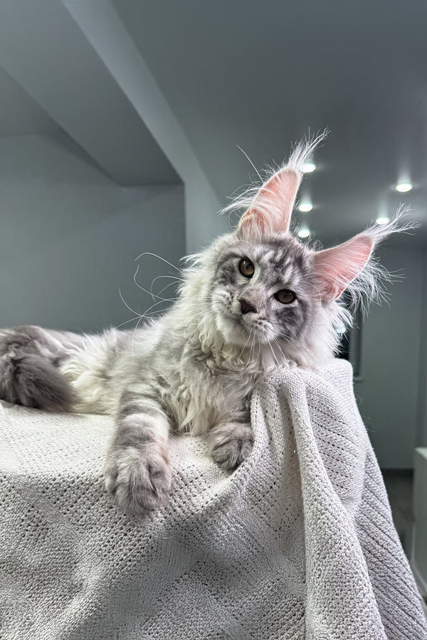 Zingfraige | Maine Coon Kitten