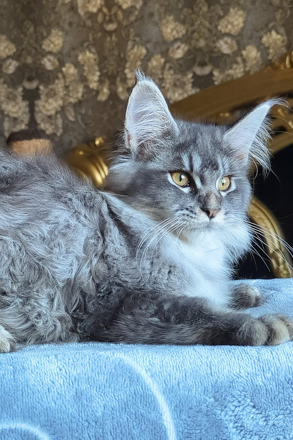 Zlata | Maine Coon Kitten