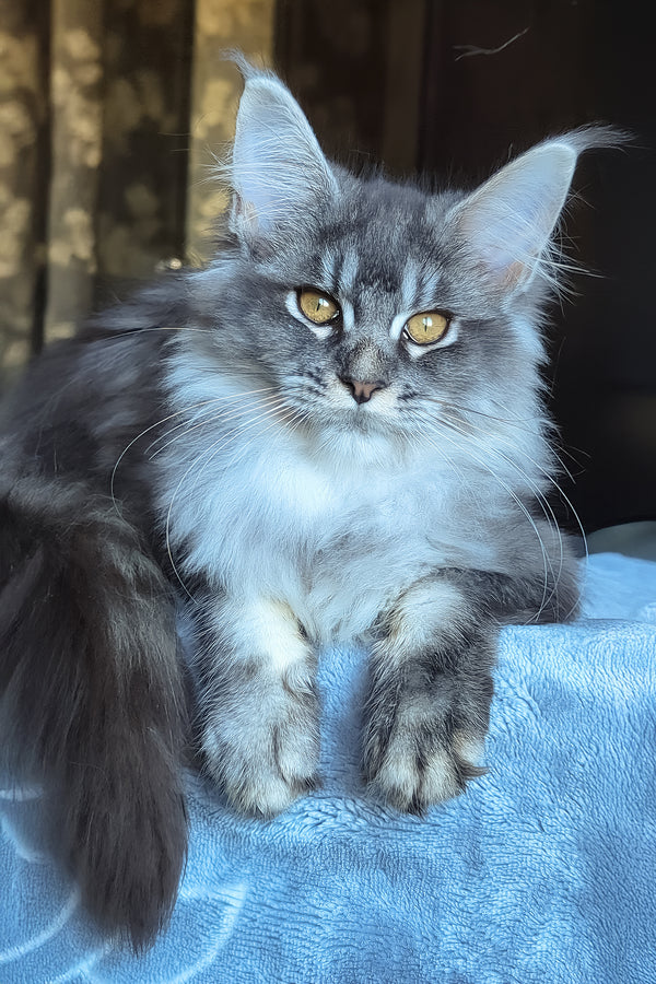 Zlata | Maine Coon Kitten