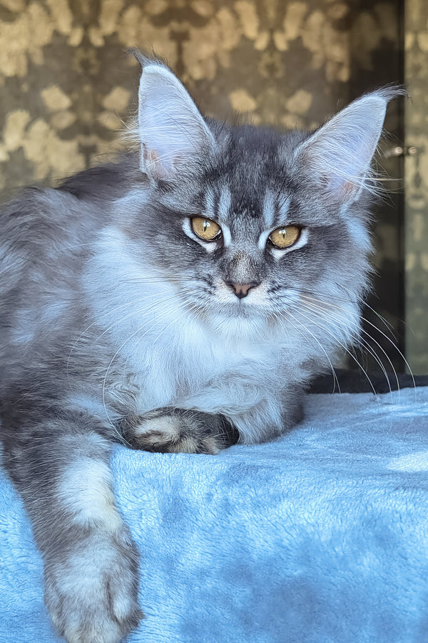 Zlata | Maine Coon Kitten