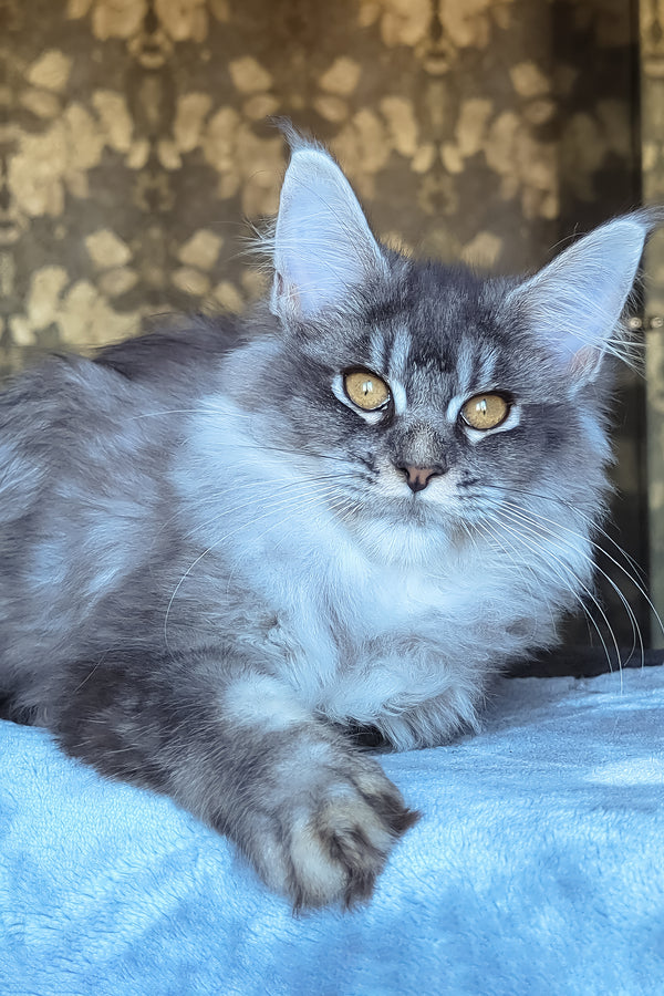 Zlata | Maine Coon Kitten