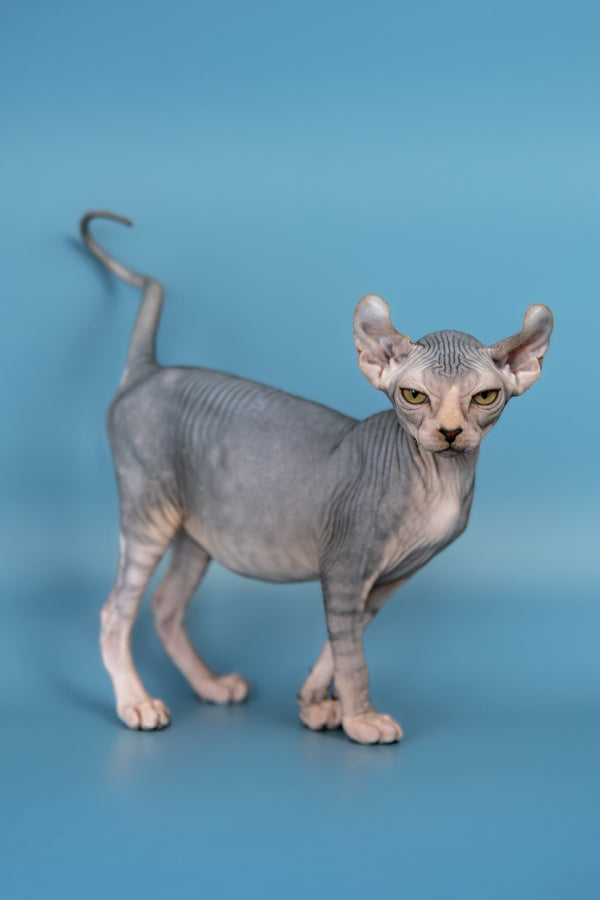 Cat Breed Elf Cat For Sale Near Me Sphynx Kittens And Cats For