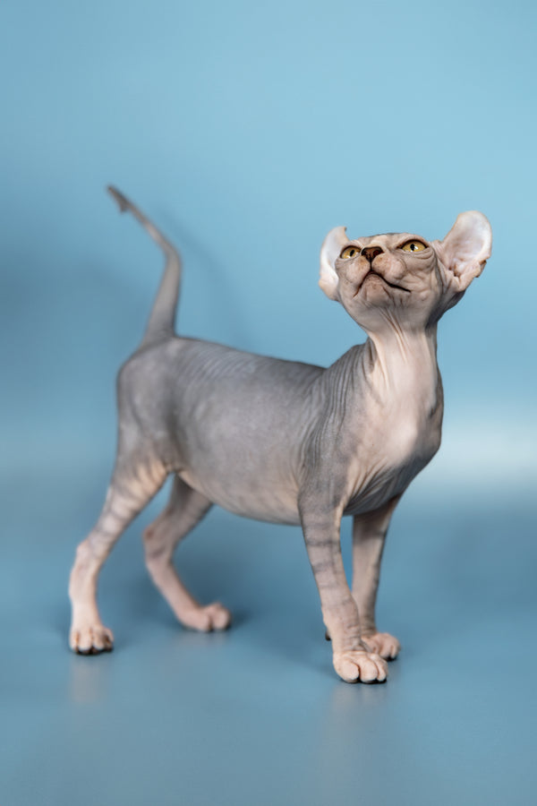 Peris | Elf Sphynx Kitten