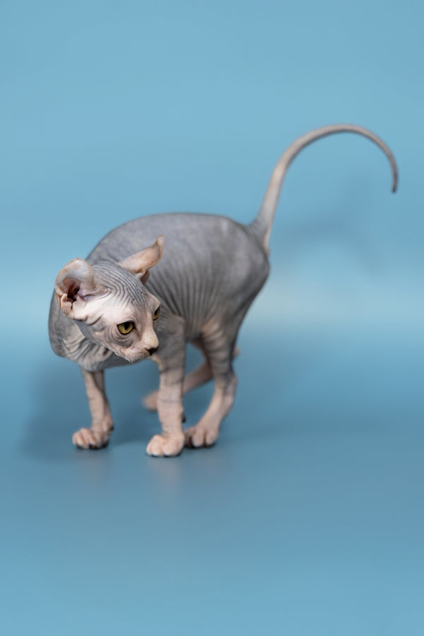 Peris | Elf Sphynx Kitten