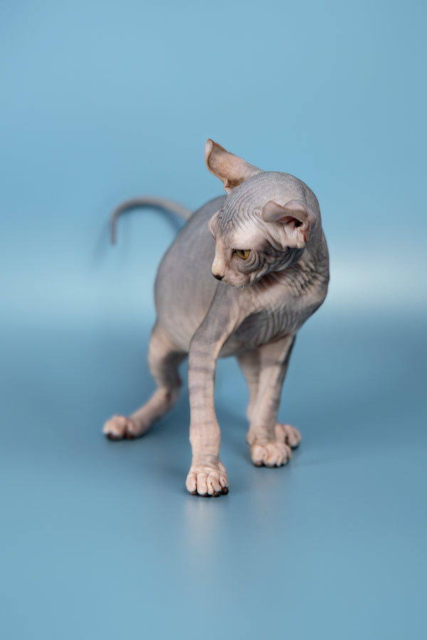 Peris | Elf Sphynx Kitten