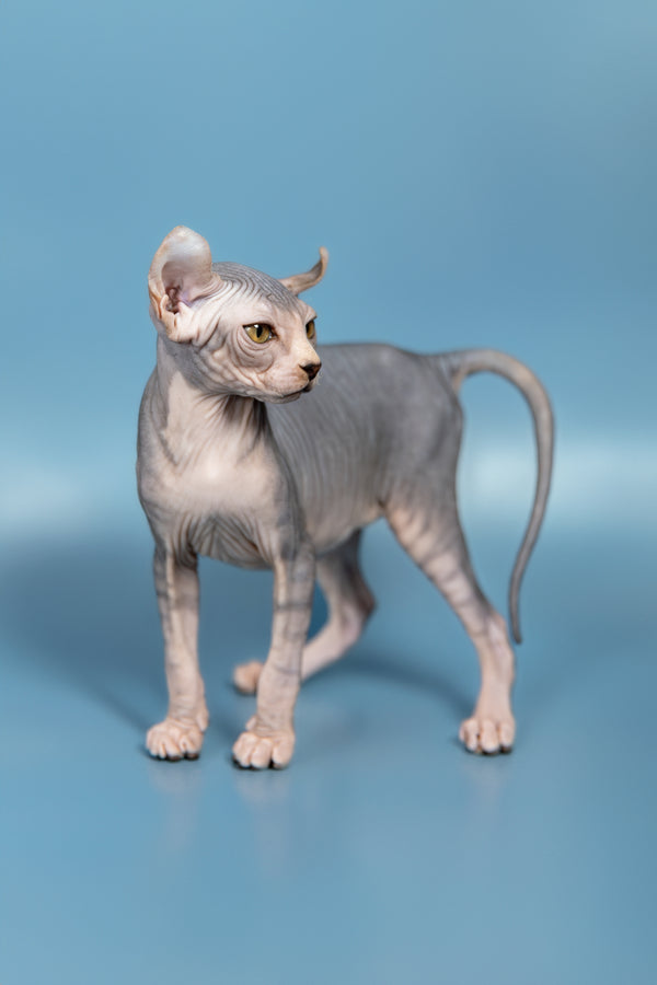 Peris | Elf Sphynx Kitten