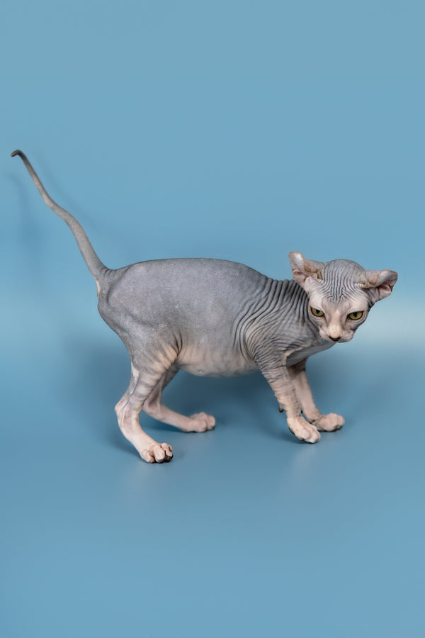 Peris | Elf Sphynx Kitten