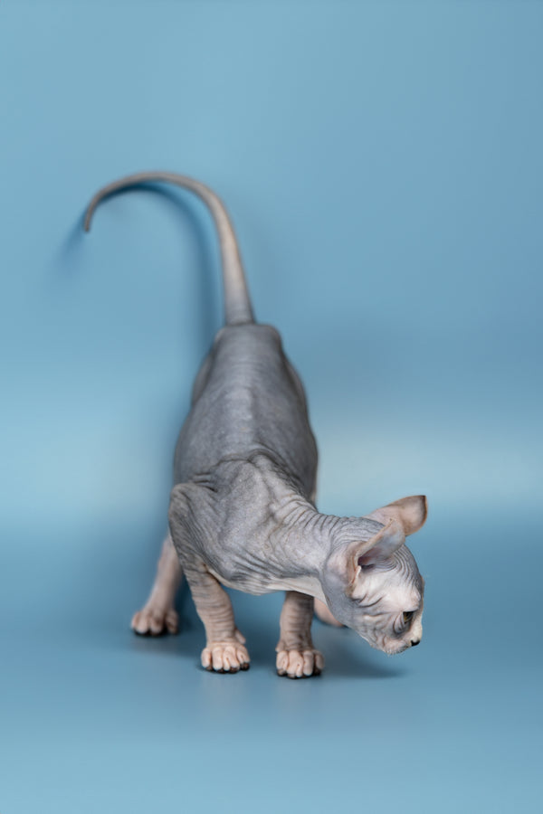 Peris | Elf Sphynx Kitten