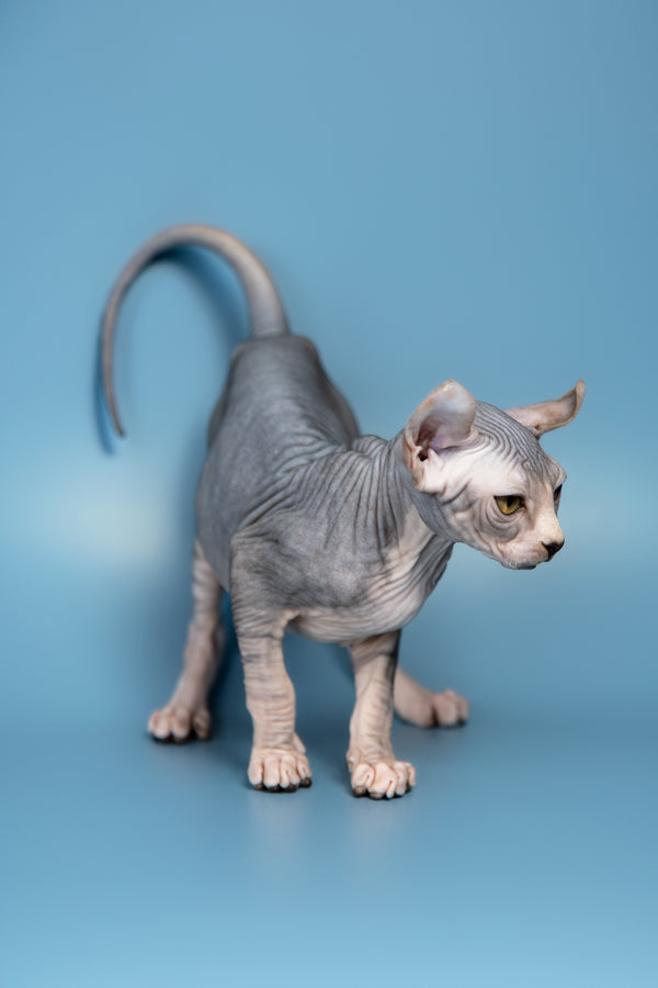 Peris | Elf Sphynx Kitten