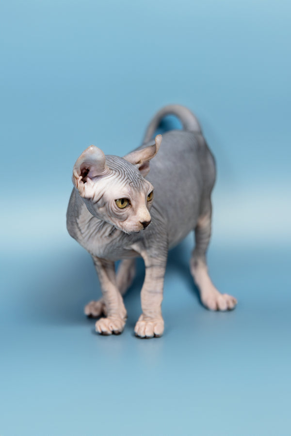 Peris | Elf Sphynx Kitten