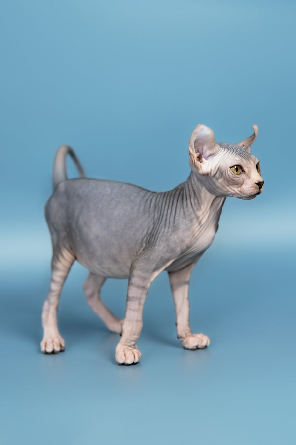 Peris | Elf Sphynx Kitten