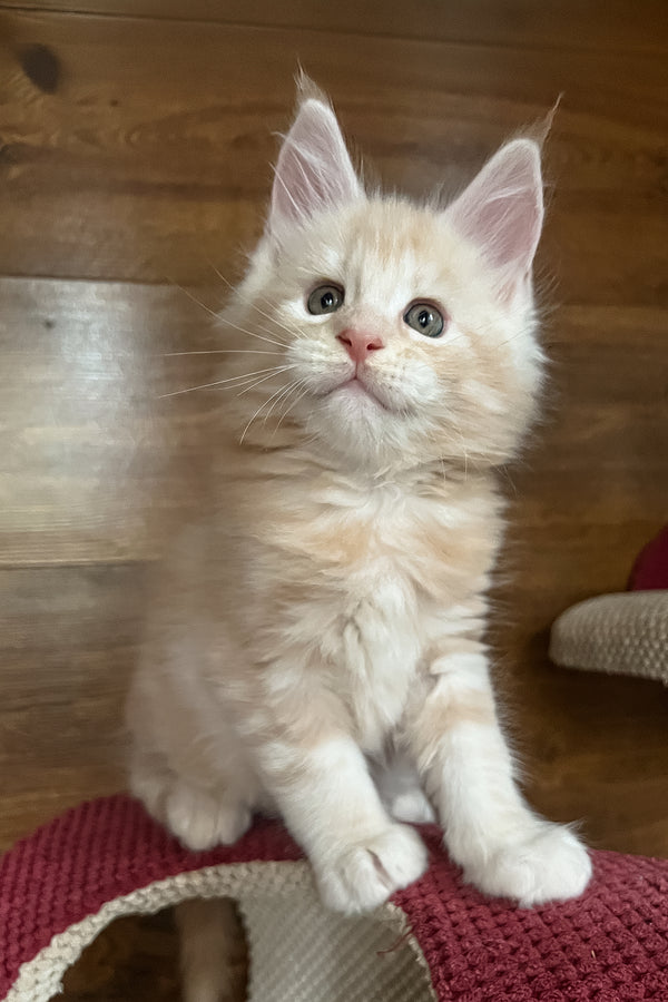 Rey | Maine Coon Kitten