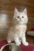 Rey | Maine Coon Kitten