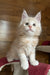 Rey | Maine Coon Kitten
