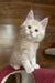 Rey | Maine Coon Kitten