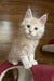 Rey | Maine Coon Kitten