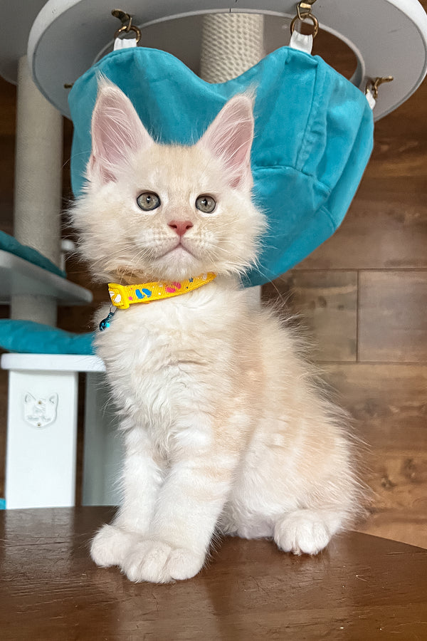 Rey | Maine Coon Kitten