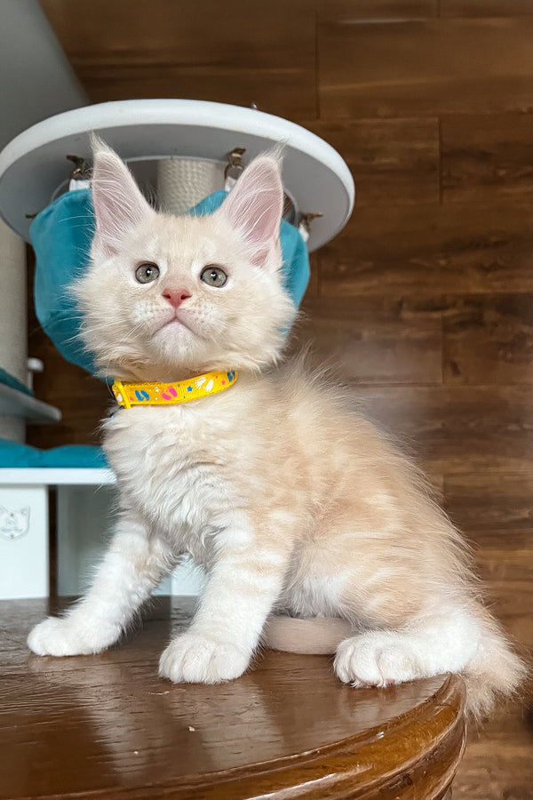 Rey | Maine Coon Kitten