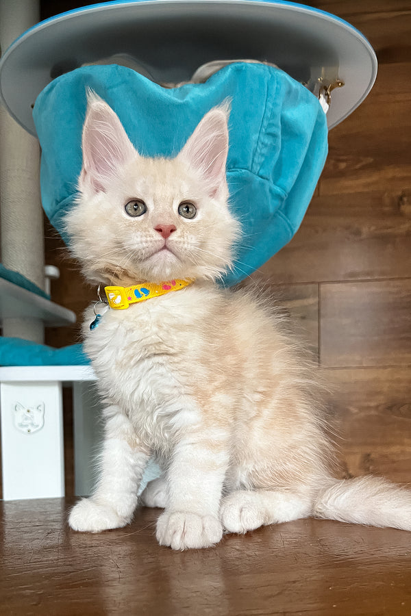 Rey | Maine Coon Kitten