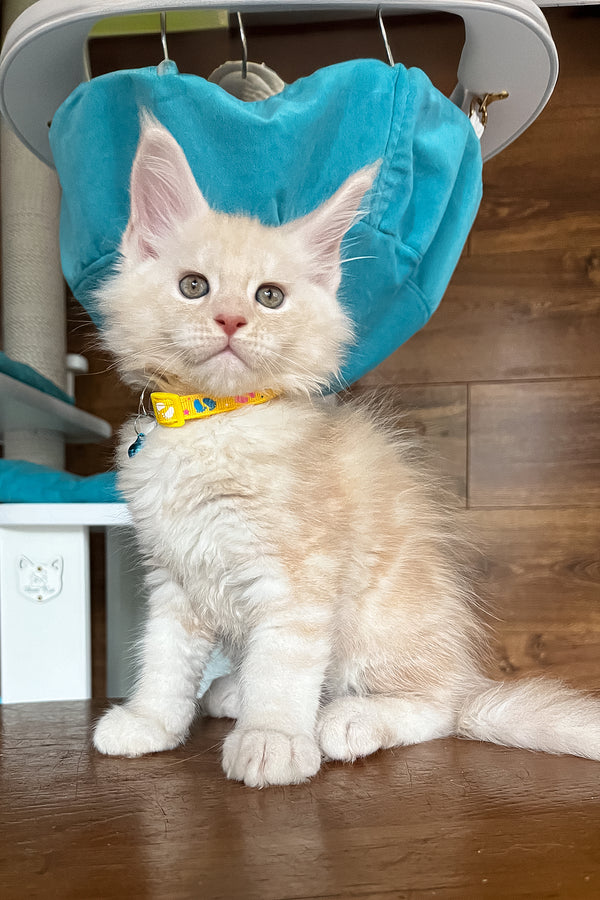 Rey | Maine Coon Kitten