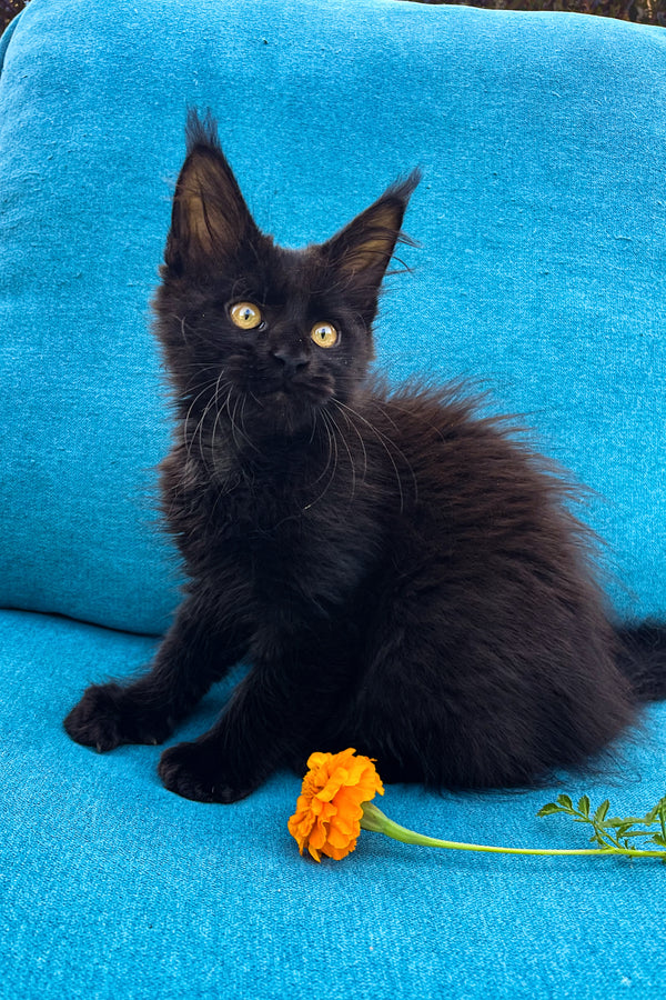 Barna | Maine Coon Kitten