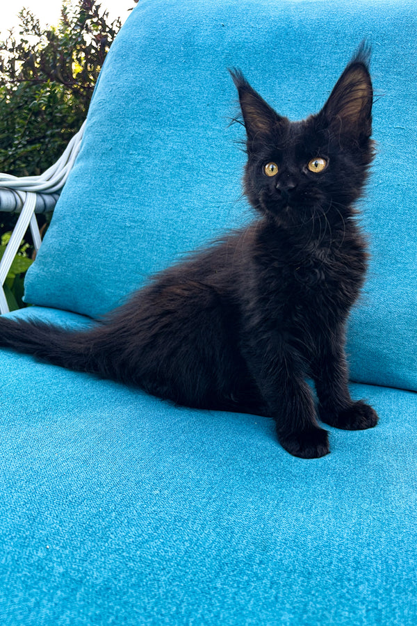 Barna | Maine Coon Kitten