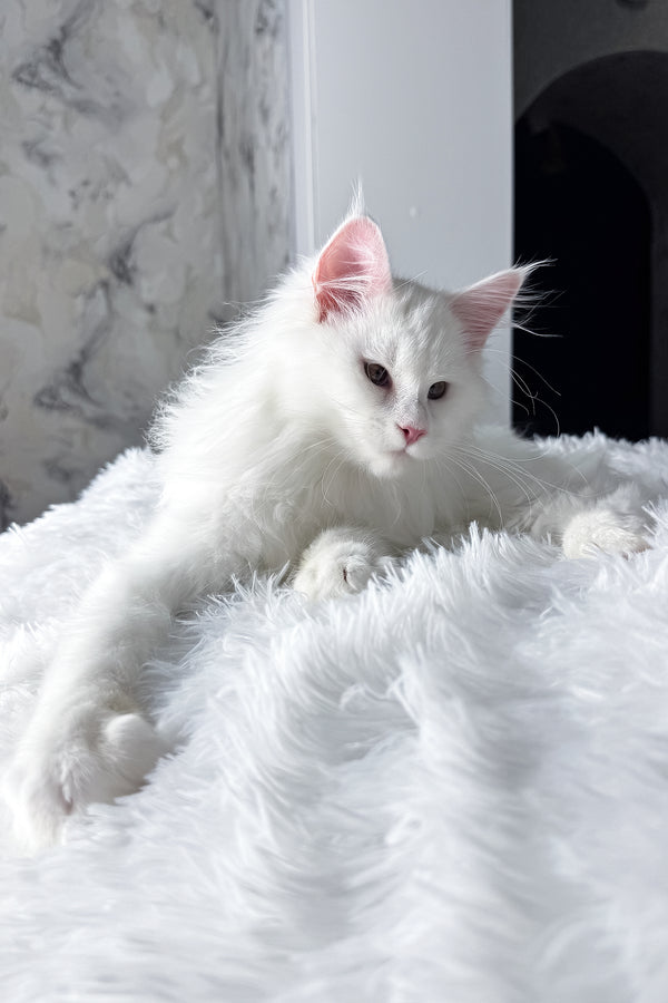 Nura | Maine Coon Kitten