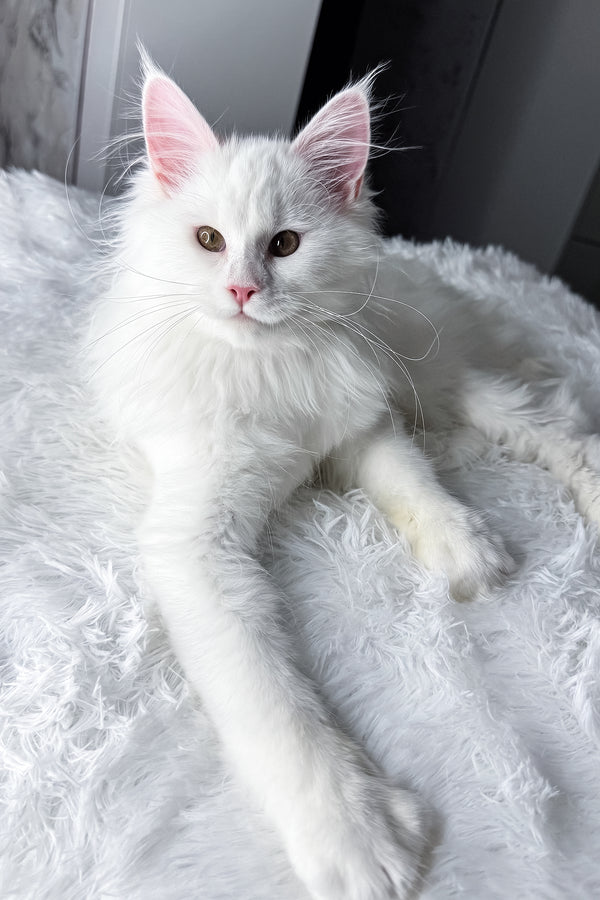 Nura | Maine Coon Kitten