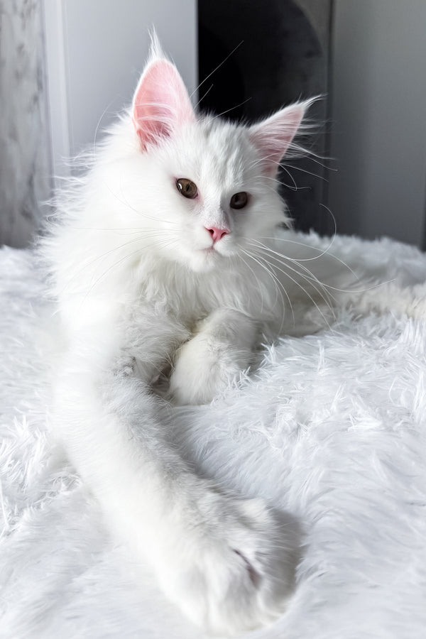 Nura | Maine Coon Kitten