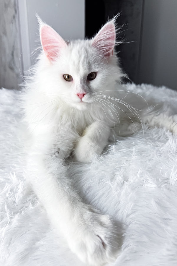 Nura | Maine Coon Kitten