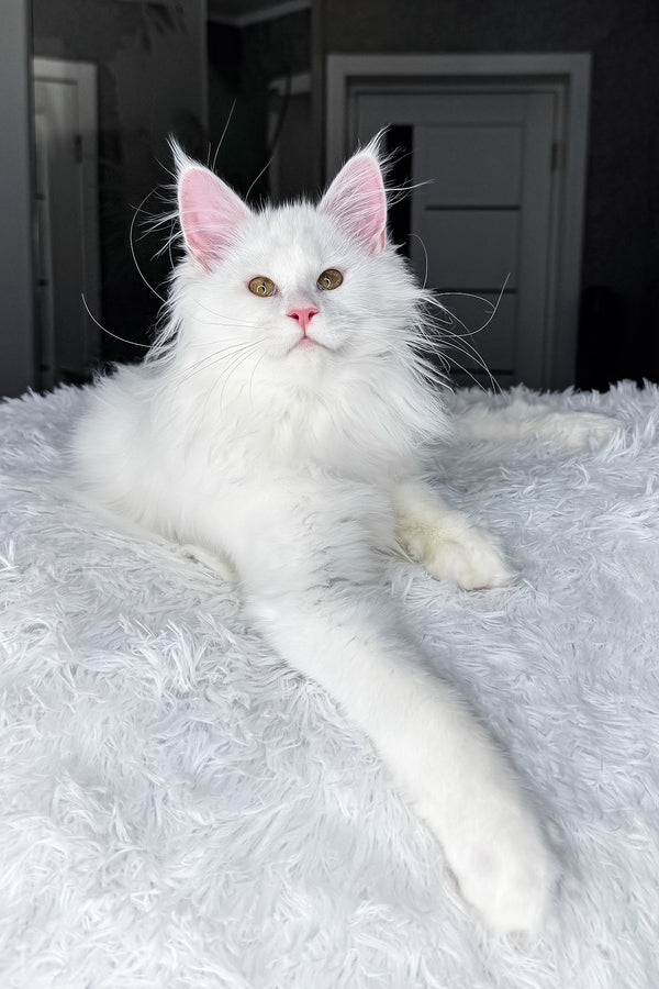 Nura | Maine Coon Kitten