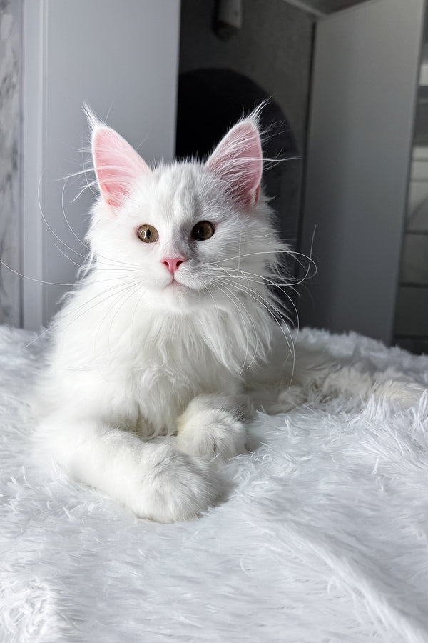 Nura | Maine Coon Kitten