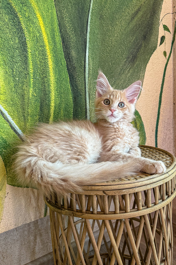 Apricoty | Maine Coon Kitten