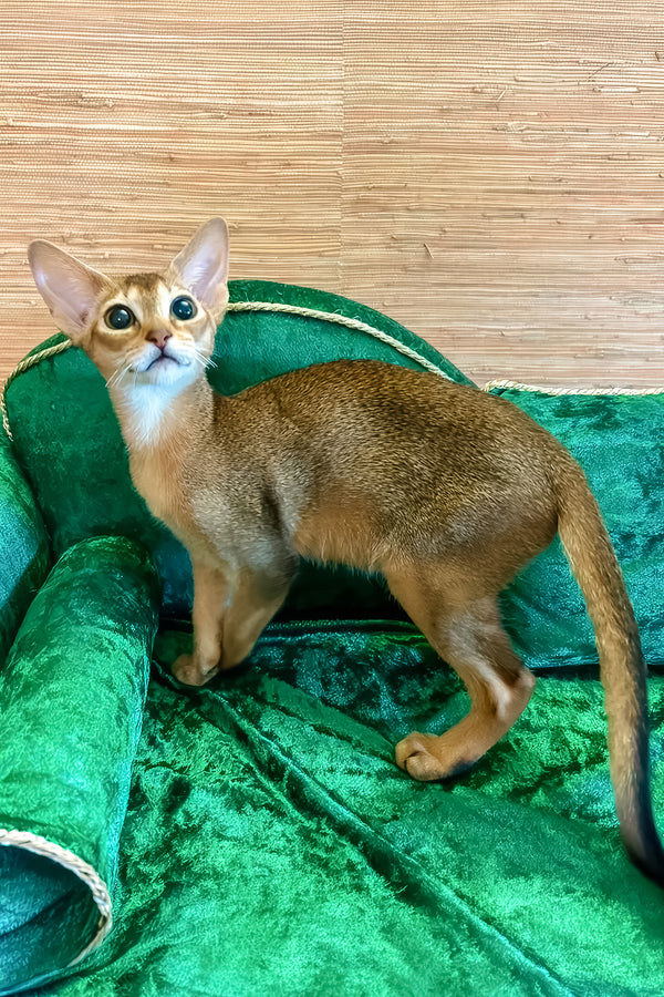 Arina | Abyssinian Kitten