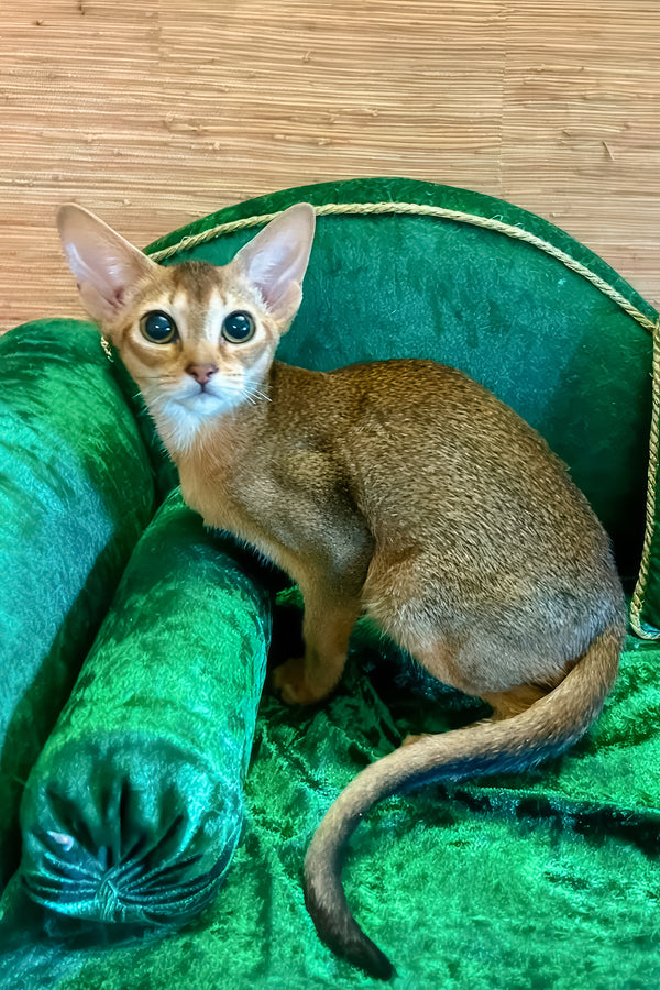 Arina | Abyssinian Kitten